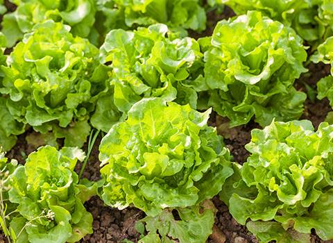 Potassium Fertilizer for Growing Lettuce | Protassium+®