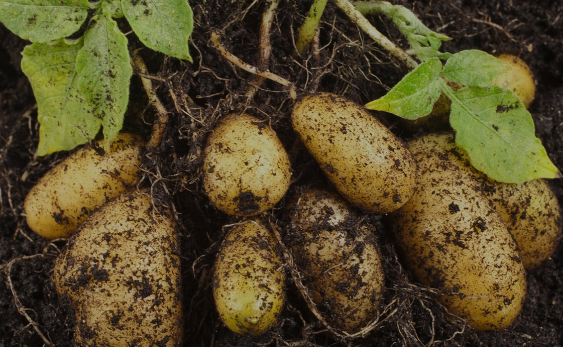 Unleash Your Full Yield Potential