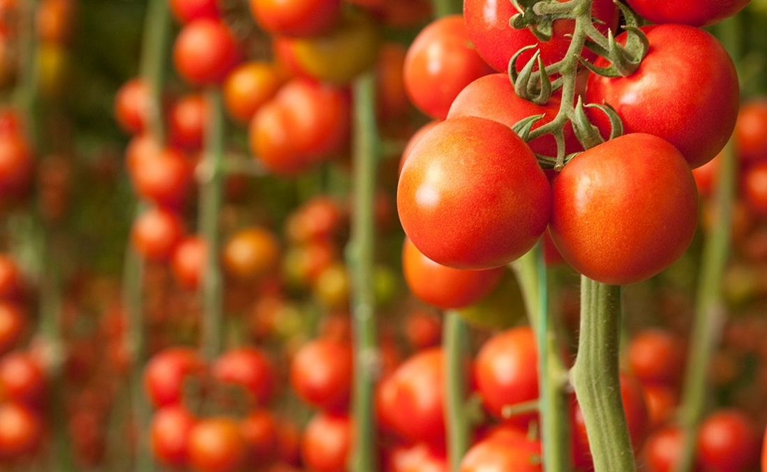 Fertilizer for Organic Production